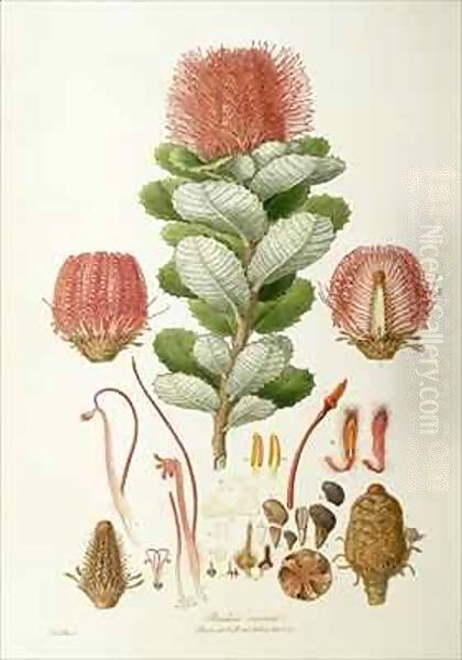 Banksia coccinea, from 'Illustrationes Florae Novaie Hollandiae' Oil Painting by Ferdinand Bauer