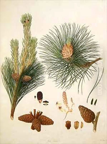 Pinus resinosa, c.1790, from a bound volume of watercolours composed for Alymer Bourke Lambert's, 'A Description of the genus Pinus' Oil Painting by Ferdinand Bauer