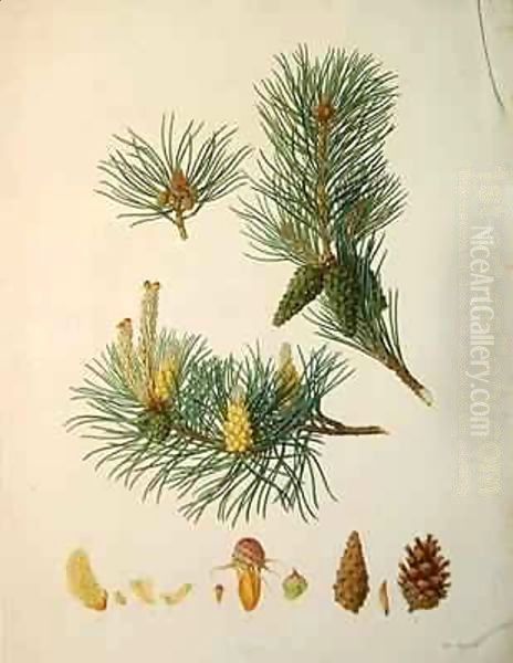 Pinus sylvestris, c.1790, from a bound volume of watercolours composed for Alymer Bourke Lambert's, 'A Description of the genus Pinus' Oil Painting by Ferdinand Bauer