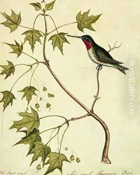 The Sugar Maple with a Humming Bird Oil Painting by William Bartram