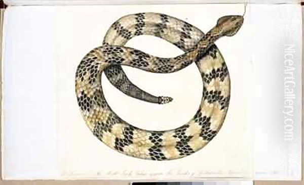 The Rattle Snake Oil Painting by William Bartram