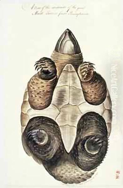 The underside of the great mud tortoise of Pennsylvania Oil Painting by William Bartram