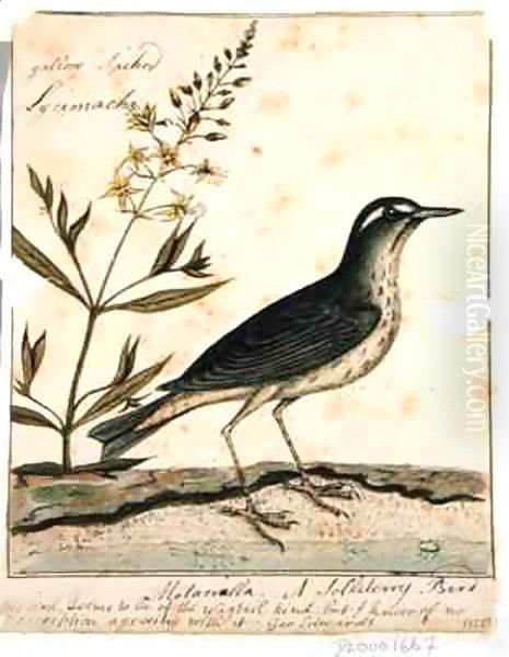 Motacilla Oil Painting by William Bartram