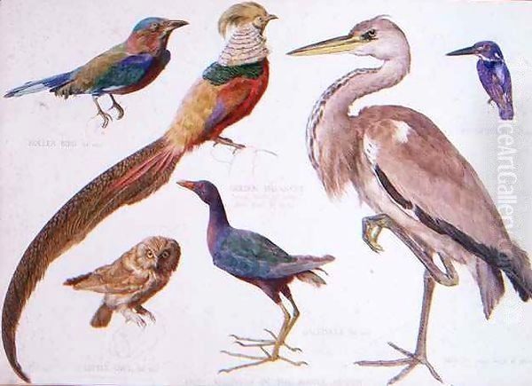 Studies of Birds from the Bootle Museum, Liverpool Oil Painting by Florence Emily Bark