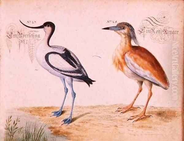 Avocet and Squacco Heron Oil Painting by Leonhard Baldner