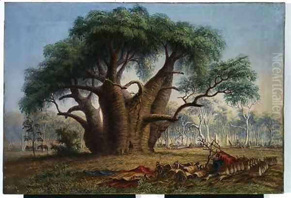 Gouty stem tree, Adansonia Gregorii, 58 feet circumference, near a creek south-east of Stokes Range, Victoria River Oil Painting by Thomas Baines