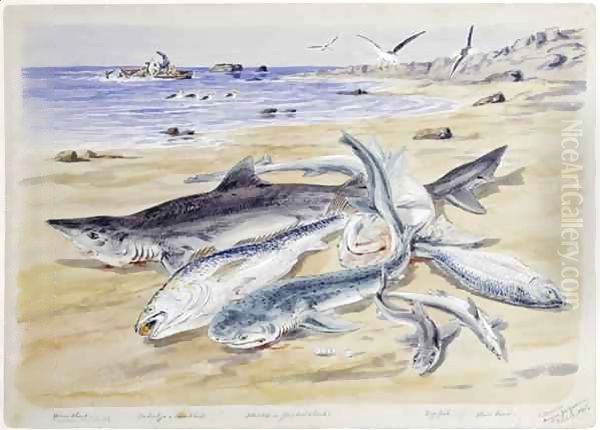 Several sharks on the beach at Angra Peguena, Namibia Oil Painting by Thomas Baines