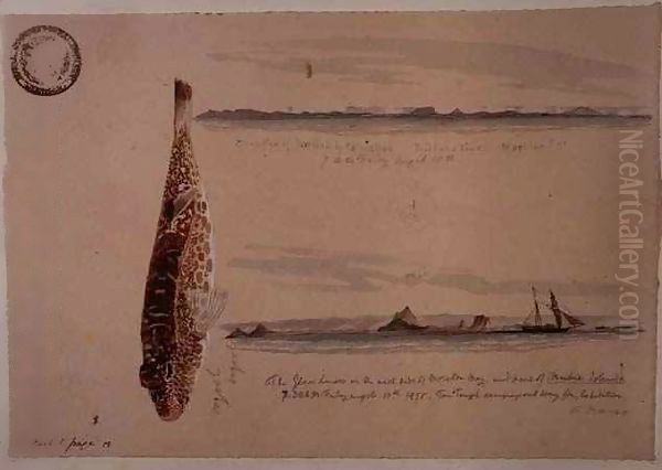 Sketch book, showing elevations of Moreton Bay, the 'Tom Tough', and the Oogool oogool fish Oil Painting by Thomas Baines