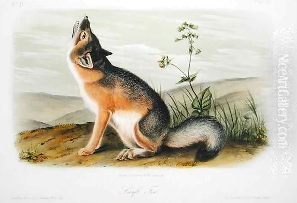 Swift Fox, plate 52 from 'Quadrupeds of North America' Oil Painting by John Woodhouse Audubon