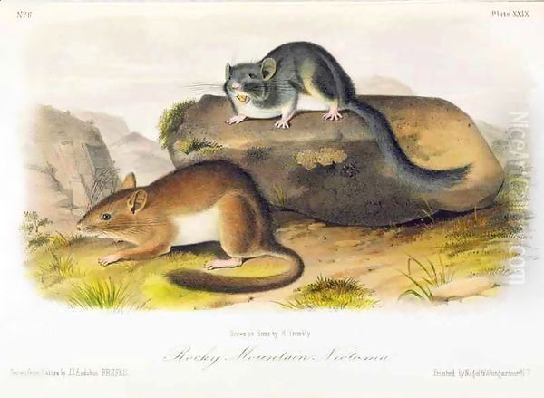 Rocky Mountain Neotoma Oil Painting by John Woodhouse Audubon