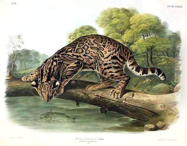 Felis Pardalis (Ocelot or Leopard-Cat) Oil Painting by John Woodhouse Audubon