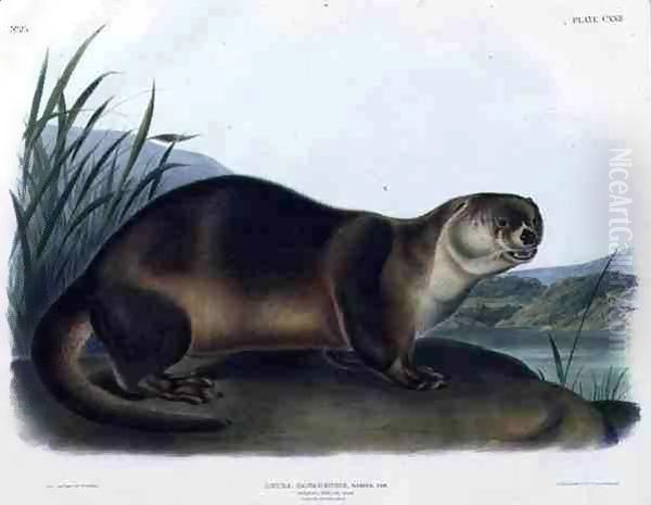 Lutra Canadensis or Lataxina Mollis (Canada Otter) Oil Painting by John Woodhouse Audubon