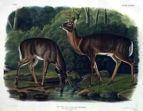 Cervus Virginianus (Common or Virginian Deer) Oil Painting by John Woodhouse Audubon