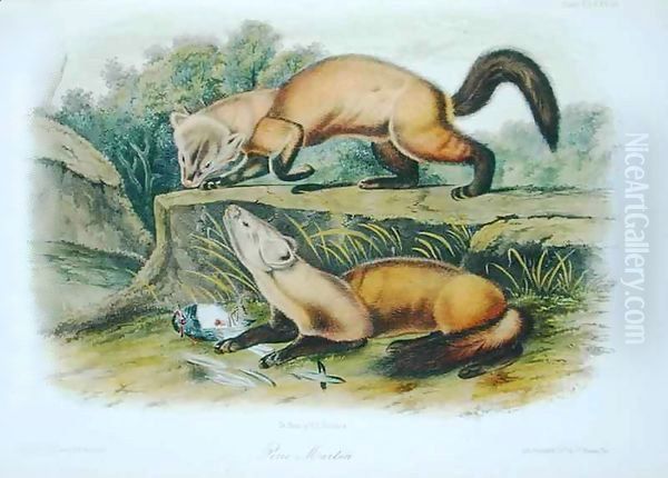 Pine Marten, plate 138 from 'Quadrupeds of North America' Oil Painting by John Woodhouse Audubon