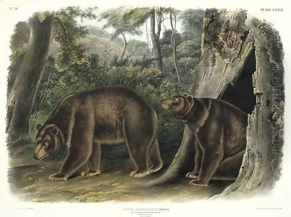 Ursus Americanus, var Cinnamonum (Cinnamon Bear) Oil Painting by John Woodhouse Audubon