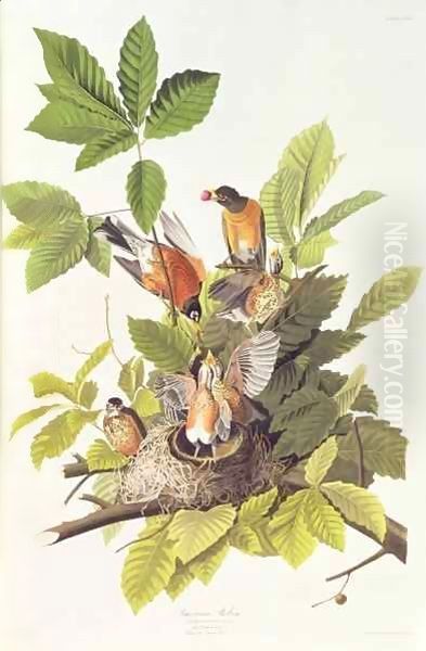 Turdus migratorius (American Robin) one male, two females and young Oil Painting by John Woodhouse Audubon