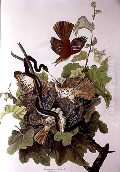 Ferruginous Thrush, from 'Birds of America' Oil Painting by John James Audubon