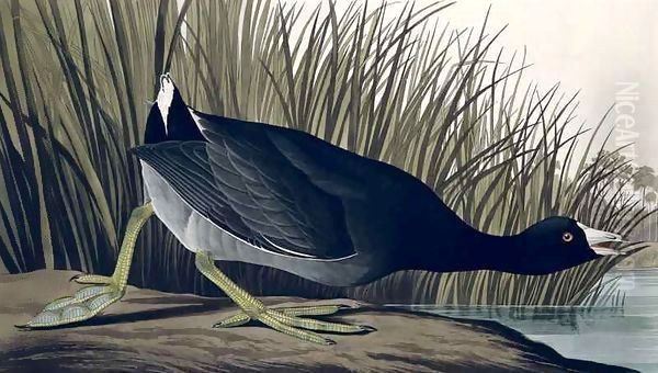 American Coot, from 'Birds of America' Oil Painting by John James Audubon