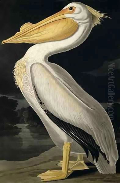 American White Pelican, from 'Birds of America' Oil Painting by John James Audubon