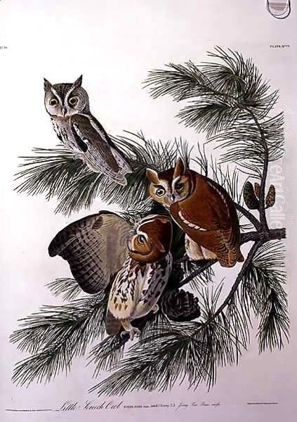 Little Screech Owl, from 'Birds of America' Oil Painting by John James Audubon