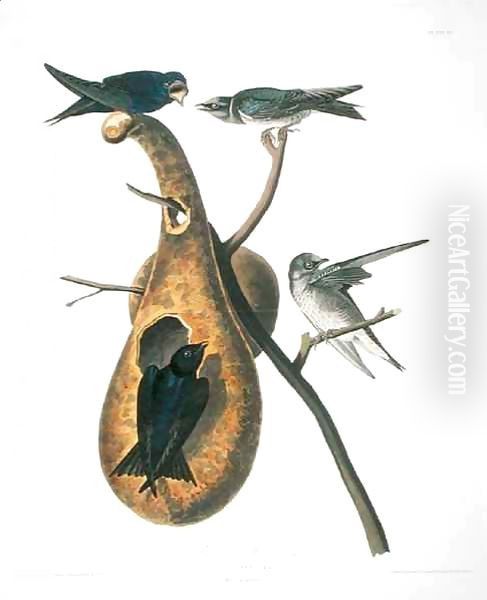 Purple Martin, from 'Birds of America' Oil Painting by John James Audubon