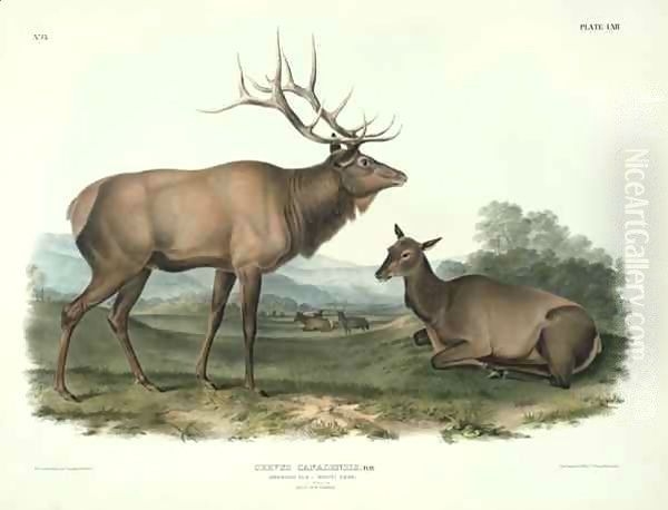 Cervus Canadensis (American Elk, Wapiti Deer) Oil Painting by John James Audubon