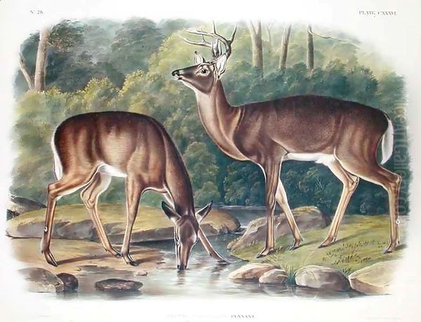 Common or Virginia Deer Oil Painting by John James Audubon