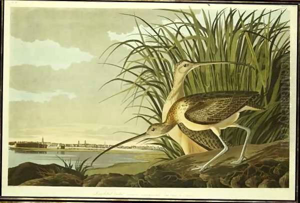 Male and Female Long Billed Curlew (Numenius Americanus) with the City of Charleston behind Oil Painting by John James Audubon