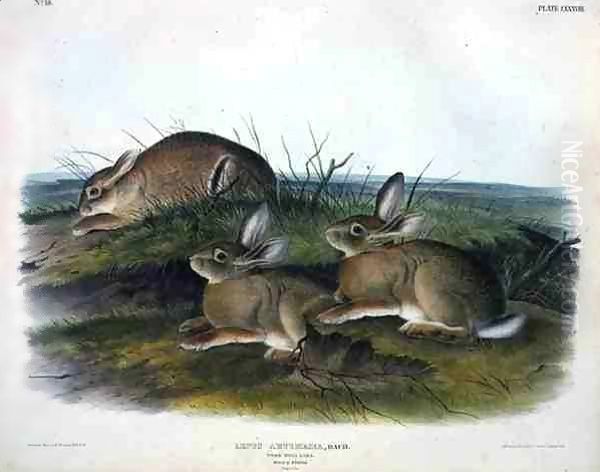 Lepus Artemesia (Worm Wood Hare) Oil Painting by John James Audubon