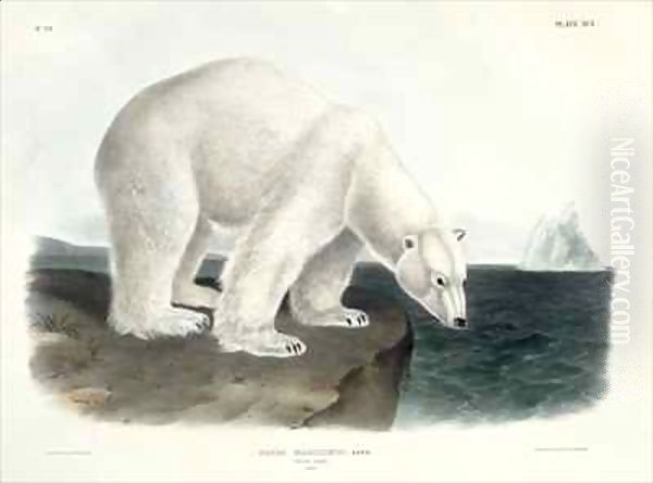 Ursus Maritimus (Polar Bear) Oil Painting by John James Audubon