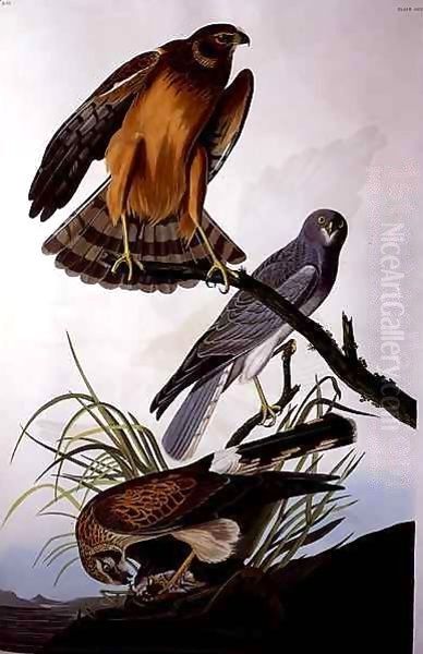 Northern Harrier (Marsh Hawk), from 'Birds of America' Oil Painting by John James Audubon