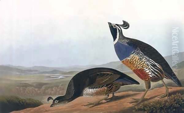 Californian Partridge, from 'Birds of America' Oil Painting by John James Audubon