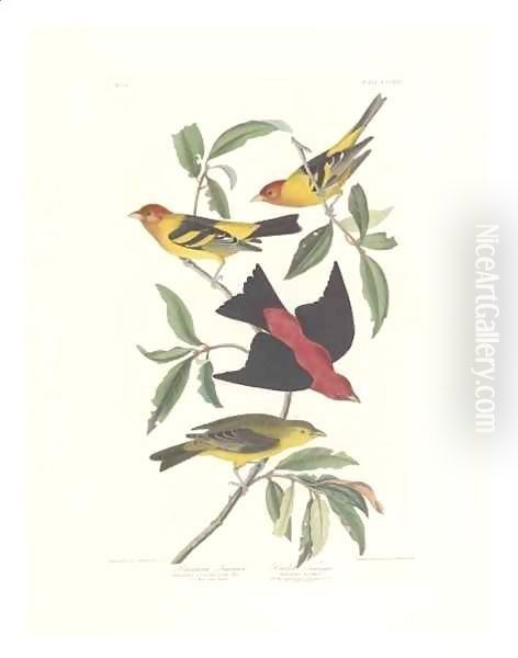 Louisiana Tanager, Scarlet Tanager Oil Painting by John James Audubon