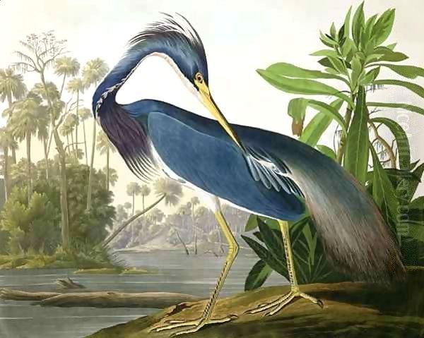 Louisiana Heron, from 'Birds of America' Oil Painting by John James Audubon