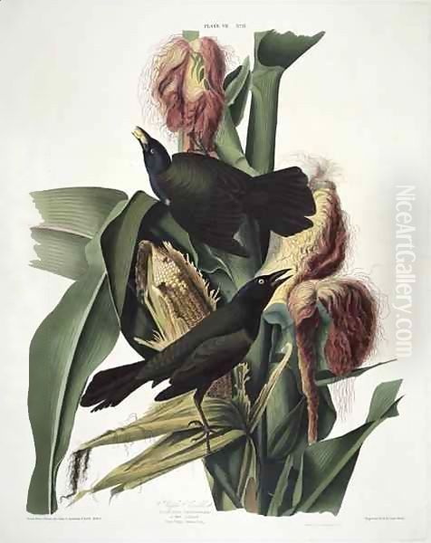 The Purple Grackle, from 'Birds of America' Oil Painting by John James Audubon