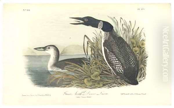 Great North Diver Loon Oil Painting by John James Audubon