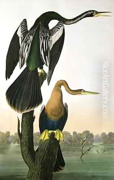 Black-Billed Darter, from 'Birds of America' Oil Painting by John James Audubon