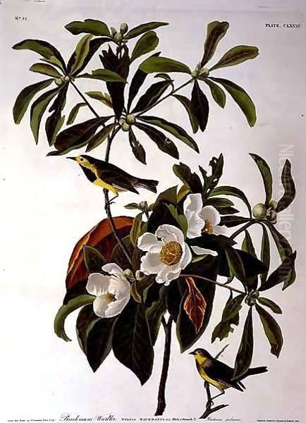 Bachman's Warbler, from 'Birds of America' Oil Painting by John James Audubon