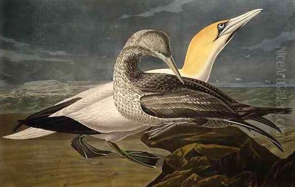 Gannets, from 'Birds of America' Oil Painting by John James Audubon