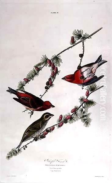 Purple Finch, from 'Birds of America' Oil Painting by John James Audubon