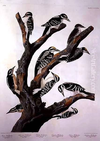 Woodpeckers, from 'Birds of America' Oil Painting by John James Audubon