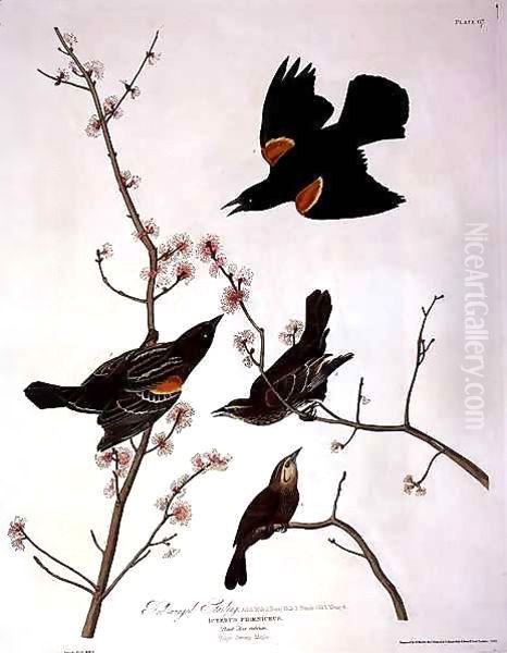 Red-winged Starling, from 'Birds of America' Oil Painting by John James Audubon