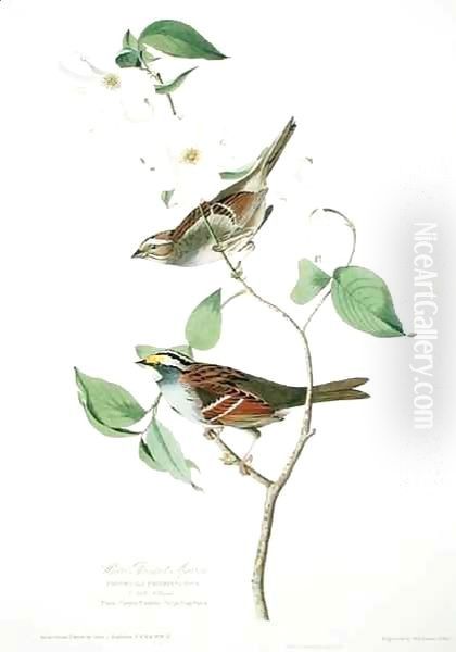 White Throated Sparrow, from 'Birds of America' Oil Painting by John James Audubon