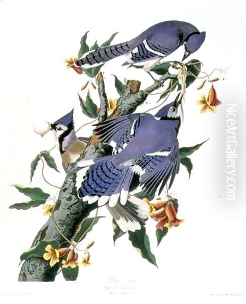 Cyanocitta cristata (Blue Jay) a male and two females Oil Painting by John James Audubon