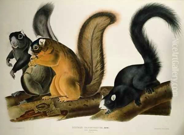 Fox Squirrel, from 'Quadrupeds of America' Oil Painting by John James Audubon