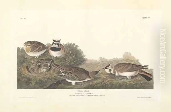 Shore Lark, illustration from 'The Birds of America' Oil Painting by John James Audubon