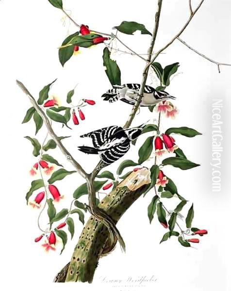 Downy Woodpecker, from 'Birds of America' Oil Painting by John James Audubon