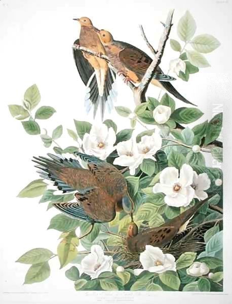 Carolina Pigeon or Turtle Dove, from 'Birds of America' Oil Painting by John James Audubon