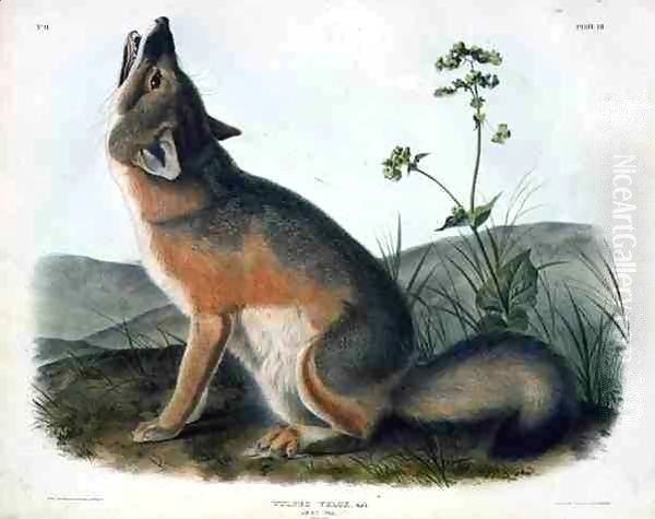 Vulpes Velox (Swift Fox), plate 52 from 'Quadrupeds of North America' Oil Painting by John James Audubon