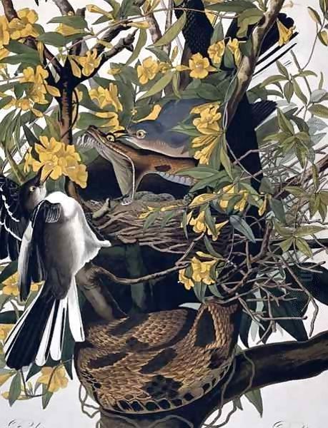 Mocking Birds and Rattlesnake, from 'Birds of America' Oil Painting by John James Audubon